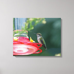 Lienzo Colibrí