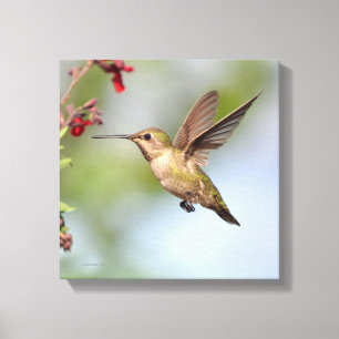 Lienzo Colibrí