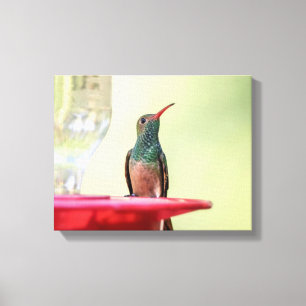 Lienzo Colibrí con vientre 14x11 en Texas