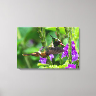 Lienzo Colibrí Coqueta Crestiblanca en la Selva Tropical