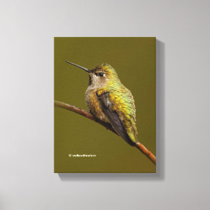 Lienzo Colibrí de Anna en la Trompetilla Escarlata