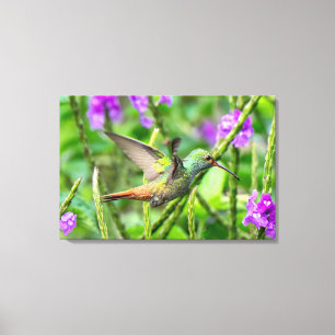 Lienzo Colibrí de Cola Castaña Vuela en la Selva Tropical