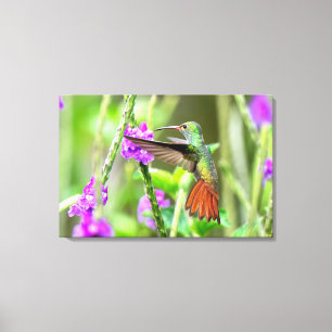 Lienzo Colibrí de Cola Rufa en Costa Rica