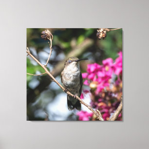 Lienzo Colibrí de Garganta Rubí 