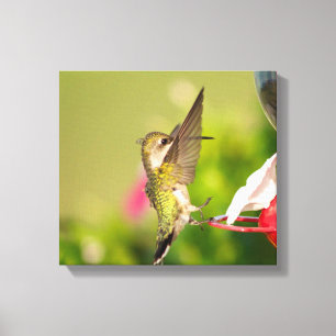 Lienzo Colibrí de Garganta Rubí