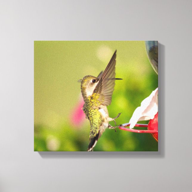 Lienzo Colibrí de Garganta Rubí (Anverso)