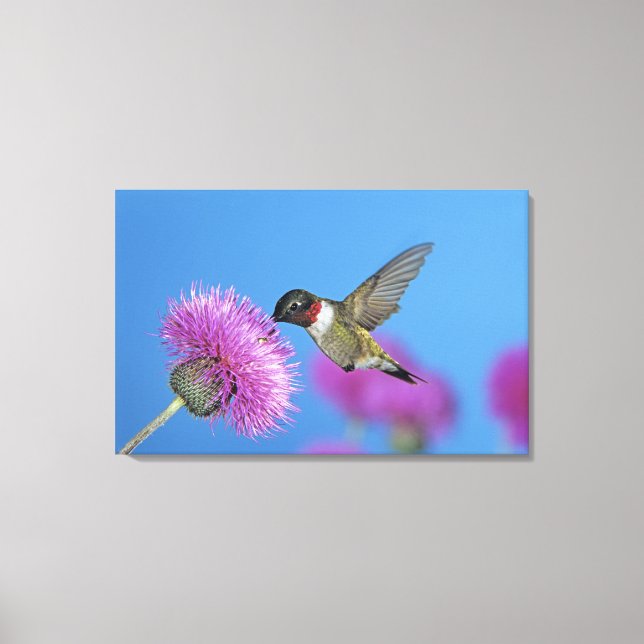 Lienzo Colibrí de garganta rubí (Anverso)