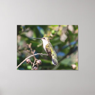 Lienzo Colibrí de Garganta Rubí 