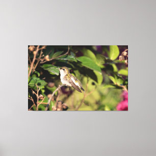 Lienzo Colibrí de Garganta Rubí 