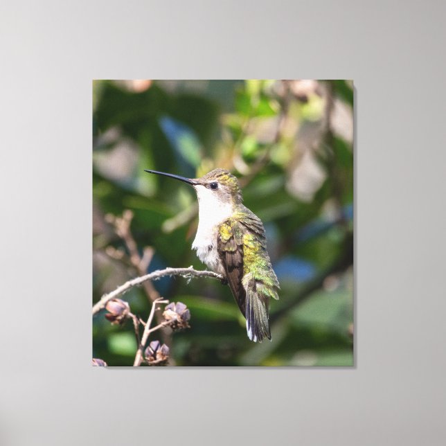 Lienzo Colibrí de Garganta Rubí  (Anverso)