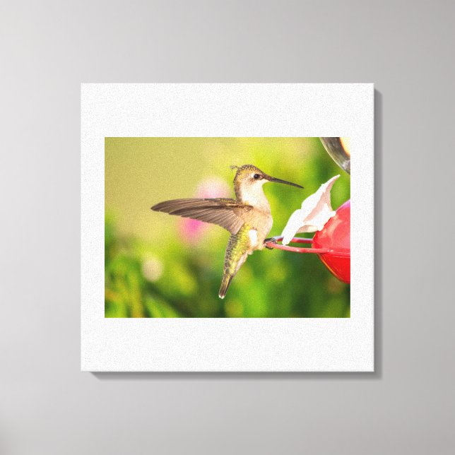 Lienzo Colibrí de Garganta Rubí  (Anverso)
