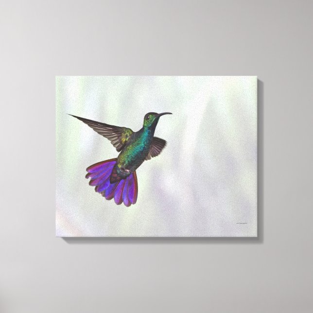 Lienzo Colibrí de Mango con pechos verdes Antracocorax (Anverso)