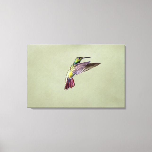 Lienzo Colibrí de Mango con pechos verdes Antracocorax 2 (Anverso)