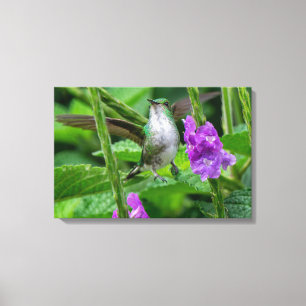 Lienzo Colibrí de pecho escamoso en la selva tropical
