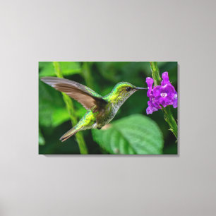 Lienzo Colibrí de pecho escamoso vuela en la selva tropic