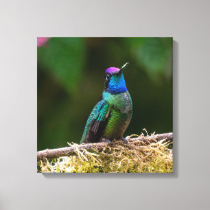 Lienzo Colibrí de Talamanca en Costa Rica