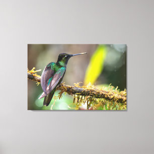 Lienzo Colibrí de Talamanca en Costa Rica