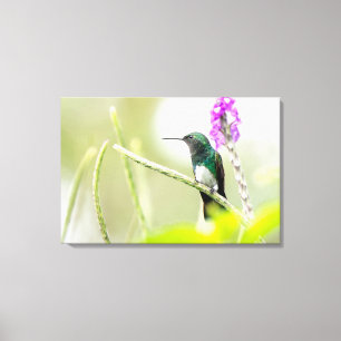 Lienzo Colibrí de Vientre Nevado en la Selva Tropical