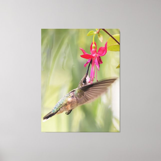 Lienzo Colibrí favorita de Fuchsia (Anverso)