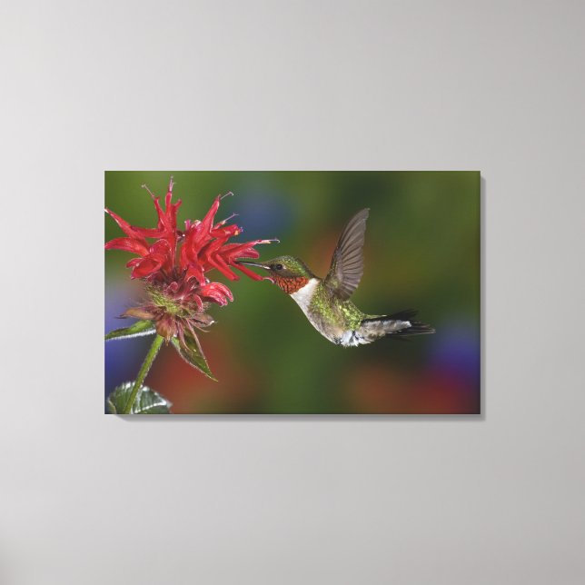 Lienzo Colibrí garganta de rubí macho (Anverso)