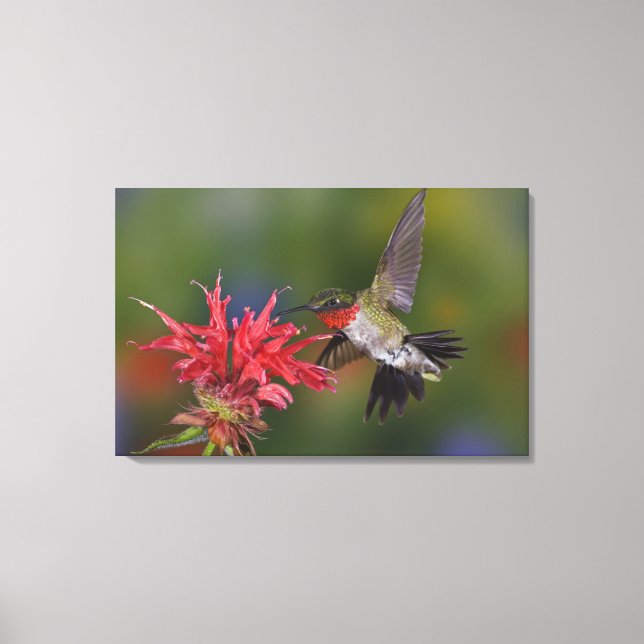 Lienzo Colibrí garganta de rubí macho (Anverso)