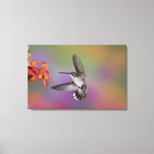 Lienzo Colibrí garganta rubí hembra en vuelo