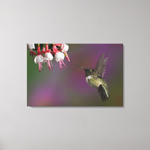 Lienzo Colibrí garganta rubí macho