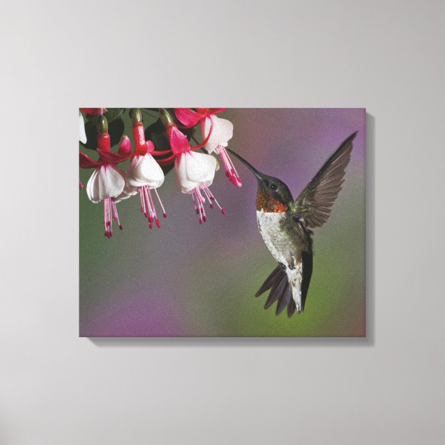 Lienzo Colibrí garganta rubí macho, Archilochus (Anverso)