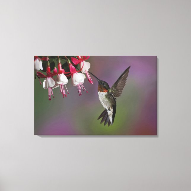 Lienzo Colibrí garganta rubí macho, Archilochus (Anverso)