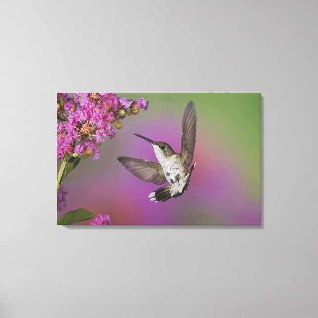 Lienzo Colibrí garganta rubí macho juvenil (Anverso)