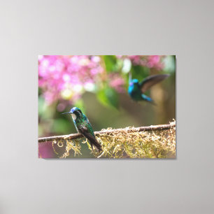 Lienzo Colibrí gorgiblanco en Costa Rica