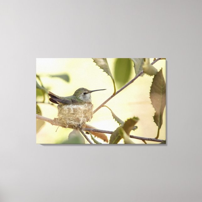 Lienzo Colibrí hembra en su nido (Anverso)