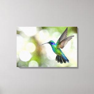 Lienzo Colibrí Irisado Vuela a Través de Gotitas de Agua