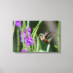 Lienzo Colibrí Magenta-garganta en la Selva Tropical