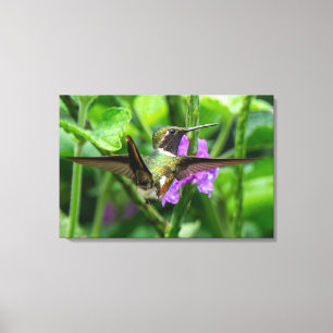 Lienzo Colibrí Magenta-gargantillo en la Selva Tropical