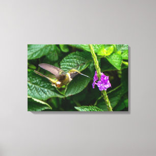 Lienzo Colibrí Magenta-throated Woodstar Vuela en la Selv