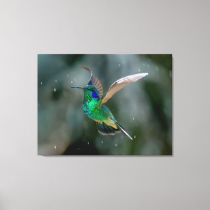 Lienzo Colibrí Menor de Orejeargenta en Costa Rica