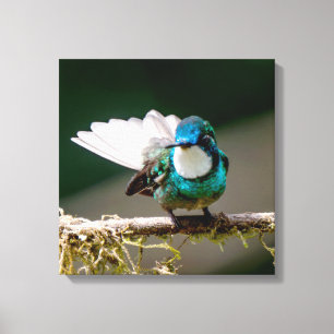 Lienzo Colibrí Montano de Garganta Blanca en Costa Rica