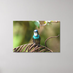 Lienzo Colibrí Montano Gorgiblanco en Costa Rica