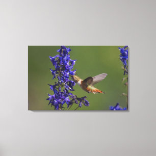 Lienzo Colibrí rufescente