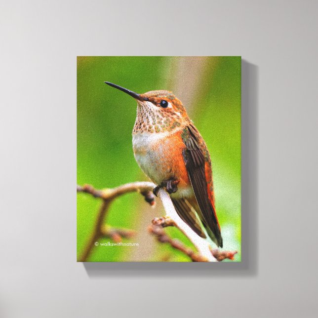 Lienzo Colibrí rufosa hembra en el árbol de ciruelas (Anverso)
