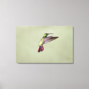 Lienzo Colibrí Verde-breasted Anthracocorax 2 del mango