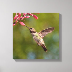 Lienzo Colibrí Y Flor