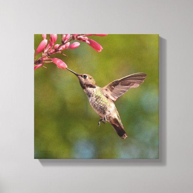 Lienzo Colibrí Y Flor (Anverso)