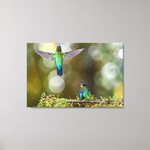 Lienzo Colibríes de garganta ígnea en Costa Rica
