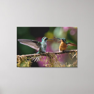 Lienzo Colibríes Montanos Gorgiblancos en Costa Rica