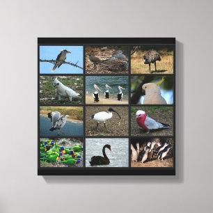Lienzo Collage de observadores de aves australianos