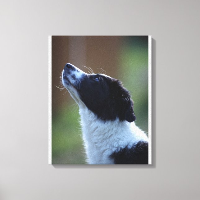 Lienzo Collie de borde de ventana (Anverso)