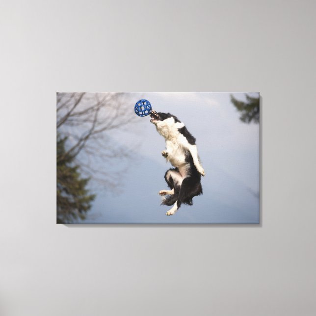 Lienzo Collie de borde justo antes de alcanzar la bola al (Anverso)