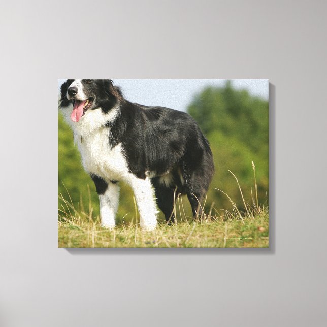 Lienzo Collie de borde Ping (Anverso)